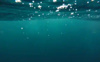 Beluga ouvre ses dons : agissez pour la cause animale et la biodiversité